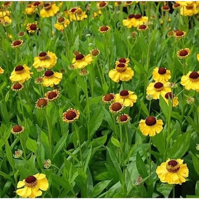 Sonnenbraut El Dorado Helenium cultorum gelbe Gartenpflanze für das Beet - Bild 1
