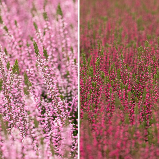 Gardengirls Besenheide-Set mit 6 Calluna-Pflanzen in Pink, Rot und Multicolour für deinen Balkon und Garten - Bild 1