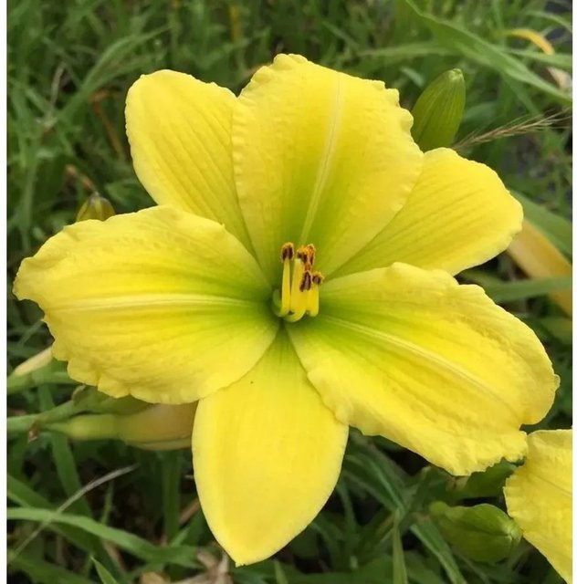 Taglilie Green Flutter Hemerocallis cultorum als grüne Staudenpflanze für Beet und Garten - Bild 1