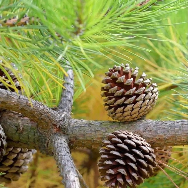 Weihrauch-Kiefer Pinus taeda von Nr-01.de in Gelbgrün und Rotbraun, Höhe: 60-80 cm - Bild 1