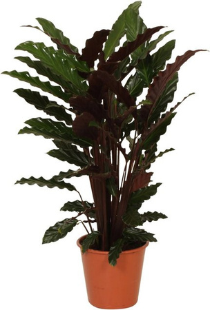 GROW by OBI Zimmerpflanze Calathea rufibarba in Korbmarante Wavestar, Grün, Höhe: 70-85 cm, Topf-Ø: 19 cm