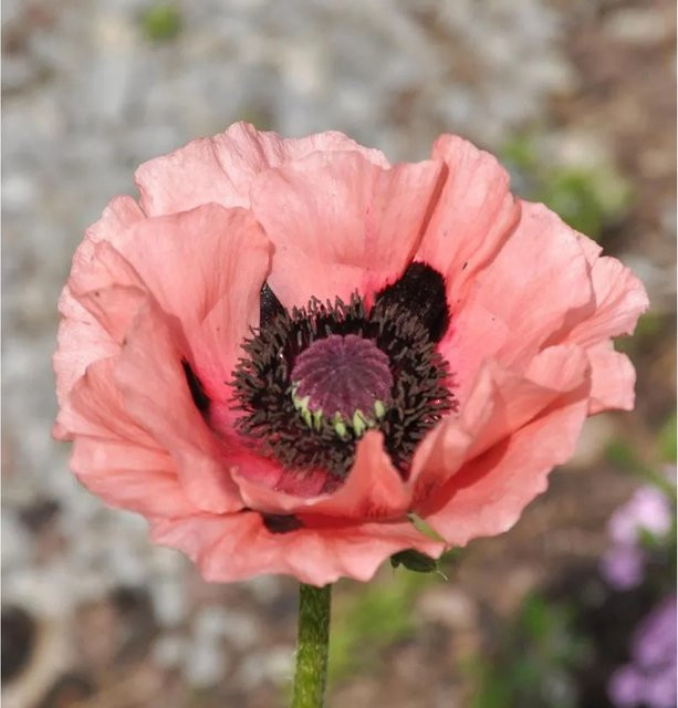 Türkischer Mohn Juliane Papaver orientale als mehrjährige Pflanze für Garten und Beet von Die Nr-01.de - Bild 1