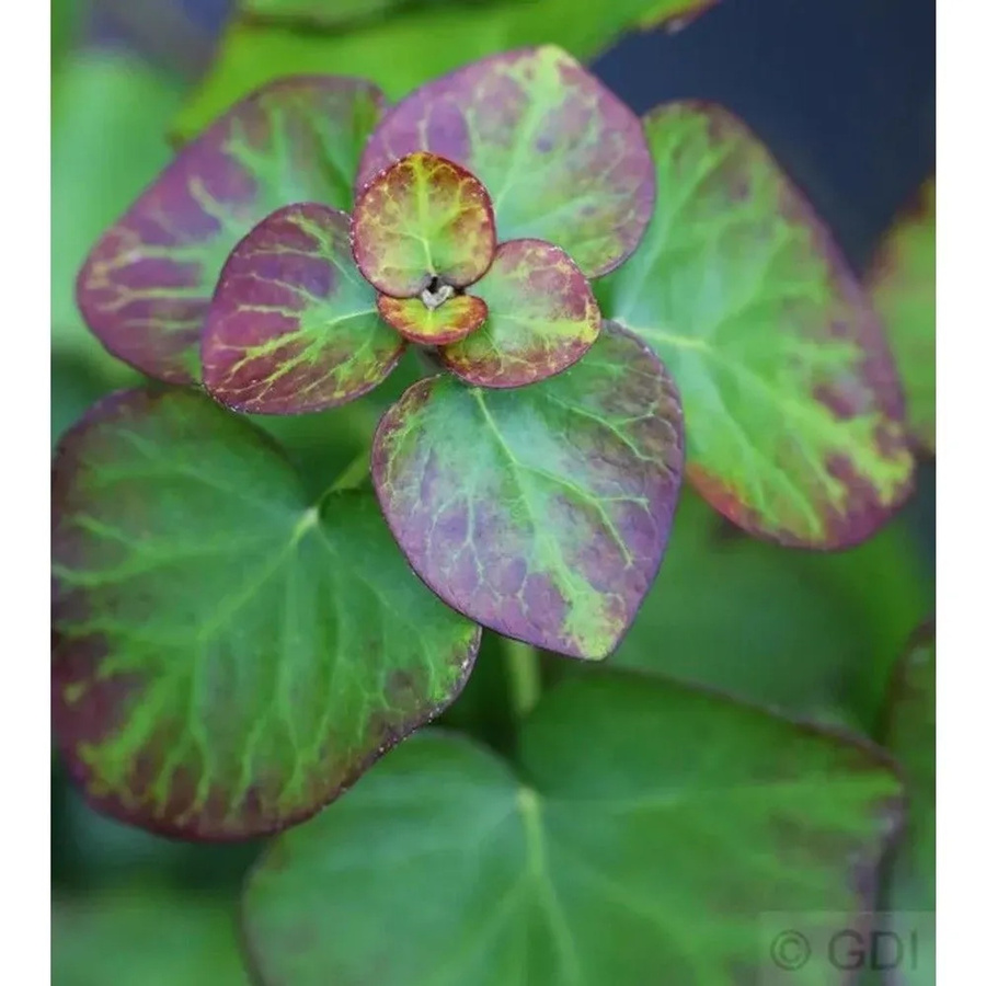 Hedera helix Zwergefeu Arbori Compact Strauch Höhe: 40-50 cm - Bild 1