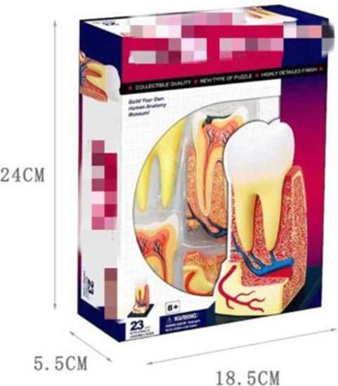 4D Meister Puzzle Menschlicher Körper Organ, Anatomisches Modell, ab 14 Jahre - Bild 1