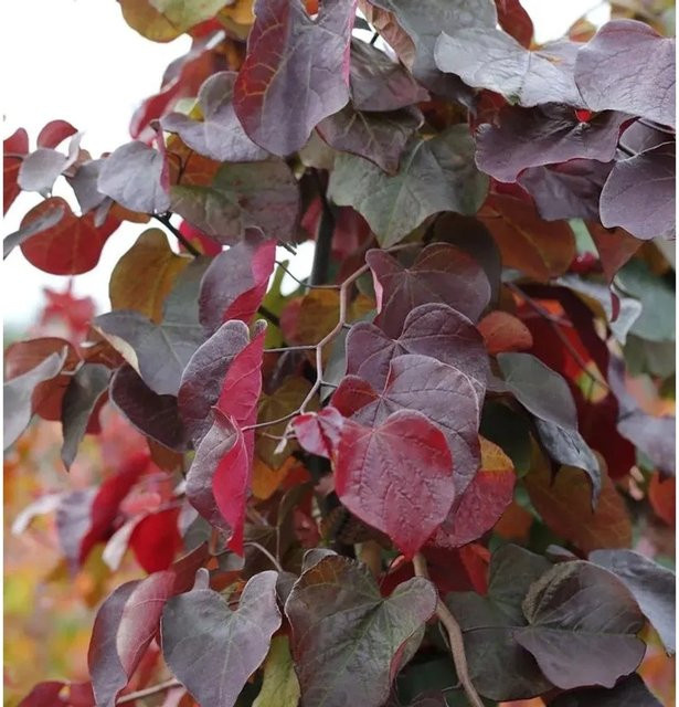 Kanadischer Judasbaum Cercis canadensis Merlot in Weinrot und Dunkelrosa von Die Nr-01.de - Bild 1