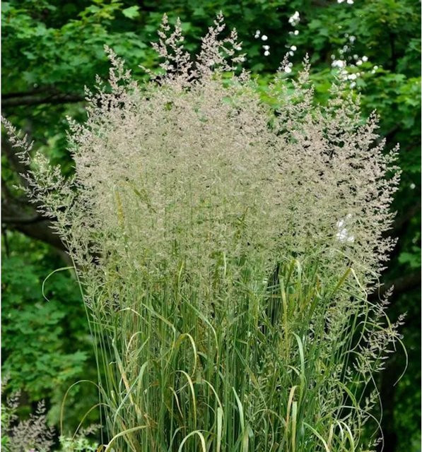 Reitgras Calamagrostis acutiflora Karl Förster im Topf, Grün - Bild 1