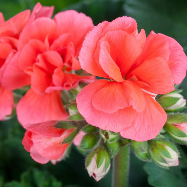 Rosa Aufrechte Geranie Pelargonium von Mein schöner Garten Shop - Bild 1