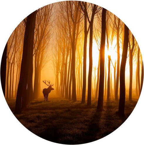 K&L Wall Art Runde Vliestapete Hisch Wald mit Waldtieren in Mehrfarbig und Matt, B/H: 284 x 284 cm - Bild 1