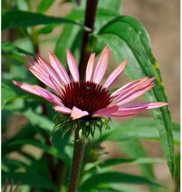 Sonnenhut Augustkönigin Echinacea purpurea pink als Schnittblumepflanze für deinen Garten - Bild 1