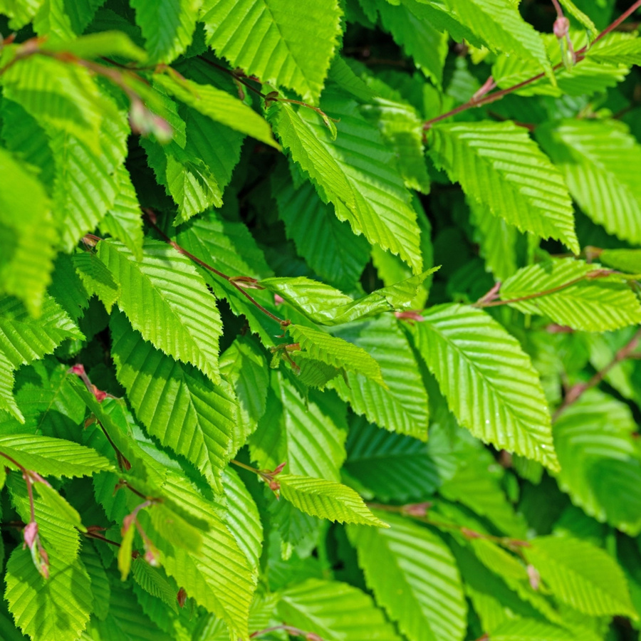 Bio Hainbuche Baum von Kwekerij Koperwiek als Laubbaum und Hecke für den Garten - Bild 1