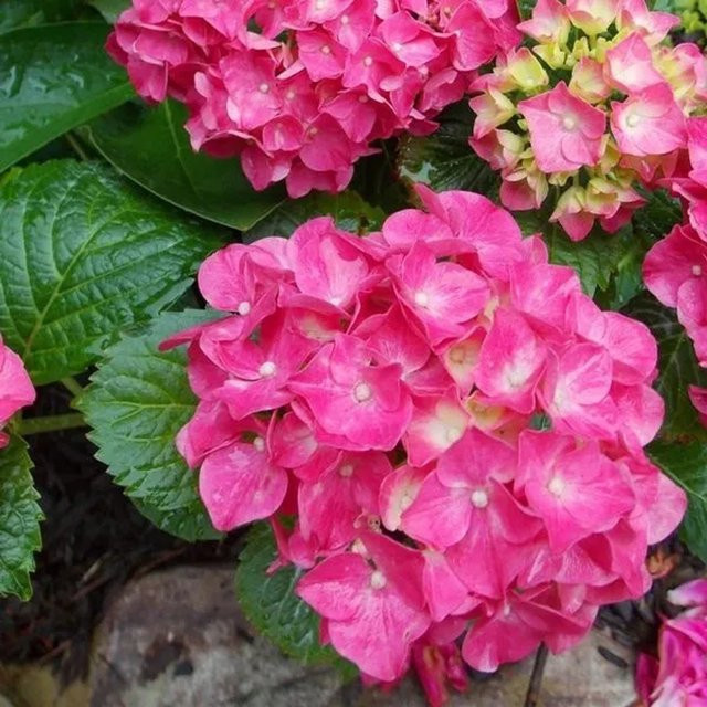 Arborix Hortensie Glowing Embers Hydrangea macrophylla mit kugelförmigen Blüten in Rot und Pink, Höhe: 30 cm - Bild 1