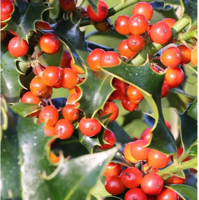 Dornige Stechpalme Ilex aquifolium als grüner Strauch für den Garten, Höhe: 40-60 cm - Bild 1