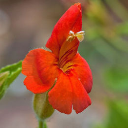 Rote Gauklerblume als Dekoration - Bild 1