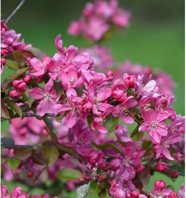 Zierapfel Eleyi Malus Hybride mit roten Blüten, Höhe: 80-100 cm - Bild 1