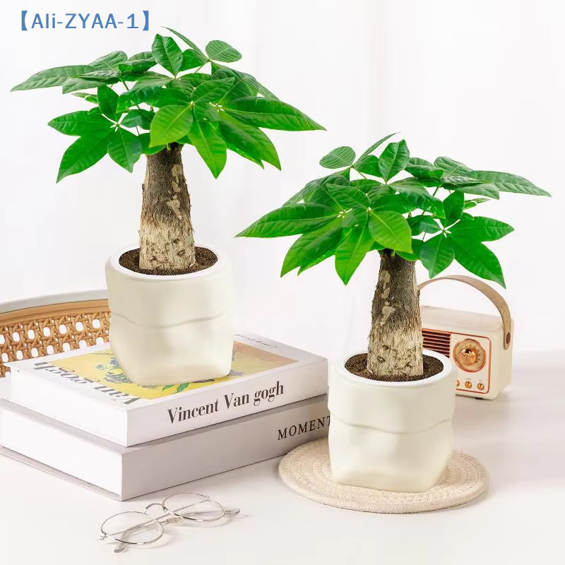 JETTING Mini selbstbewässernder Blumentopf mit Fischbecken aus Kunststoff in Weiß - Bild 3