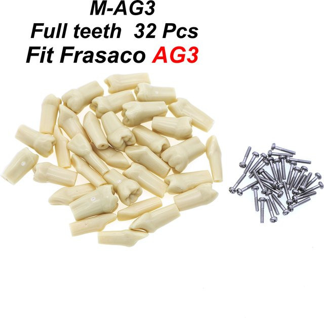 Frasaco AG3 Typodont Zahnmodell, 32 Stück, mit weichem Zahnfleisch - Bild 1