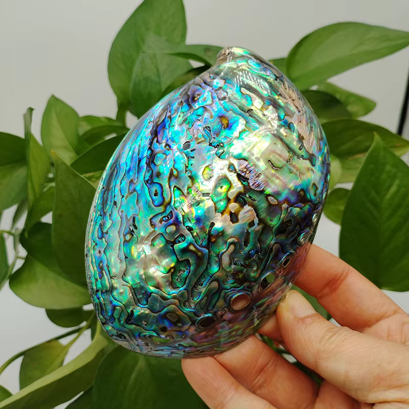 ORIGIFTS Salbei Räucherset aus polierter Paua Abalone Muschel mit Stativ-Ständer, Multicolor, Größe: 11-13 cm - Bild 1