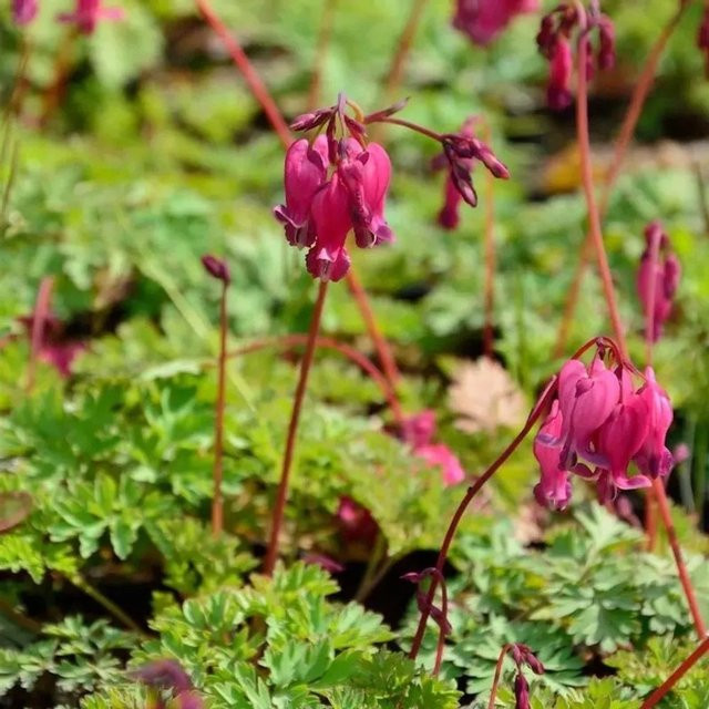 Dicentra spectabilis Tränendes Herz Valentine Pink - Gartenstaude - Bild 1