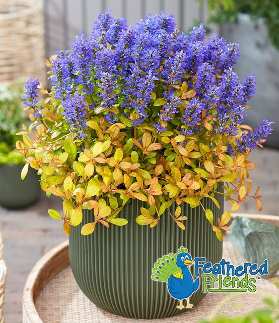 Ajuga Feathered Friends Fancy Finch Pflanze - Bild 1