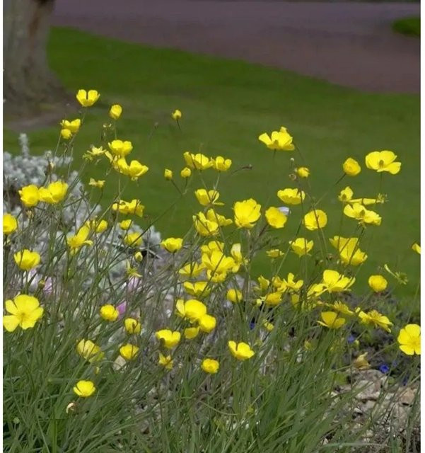 Grasblättriger Hahnenfuß Ranunculus gramineus gelbe Staude für Steingärten und Staudengärten - Bild 1