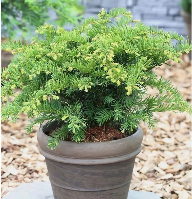 Taxus baccata Tafeleibe von Nr-01.de, grüner Strauch für den Garten, Höhe: 15-20 cm - Bild 1