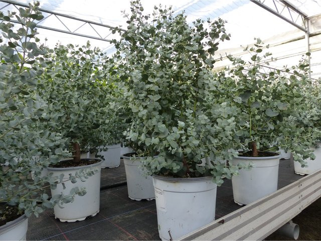 Winterharte Eucalyptus Gunni Gunnii Pflanze von Grünwaren, Höhe: 35 - 50 cm - Bild 1