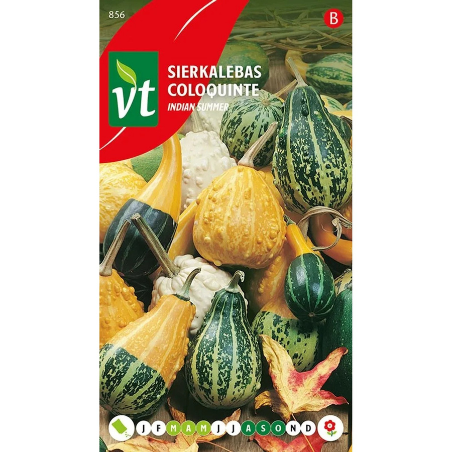 Arborix Zierkürbis Indian Summer Mix Blumensamen mit bunten Früchten, 2 g - Bild 2