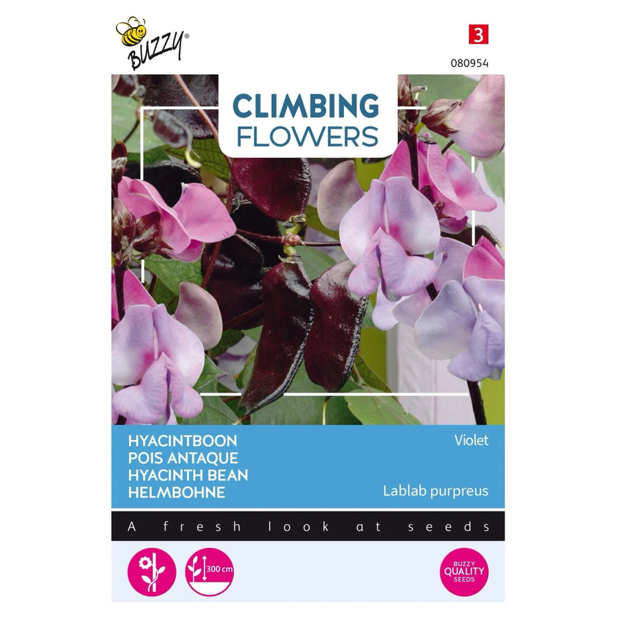 Arborix Helmbohne Violette Buzzy Climbing Flowers Samen, 3 g, kräftige Kletterpflanze - Bild 2