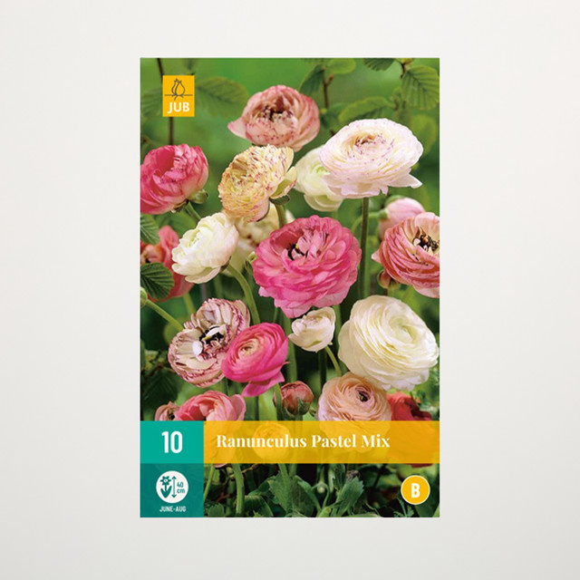 Ranunkeln Pastel Mix von BLUME2000 mit 10 Knollen für Gartenbeet, Balkon und Terrassenkübel - Bild 1