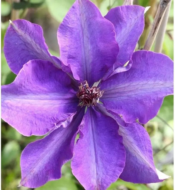 Clematis Kletterpflanze The President in Lila, Höhe: 150 cm - Bild 1