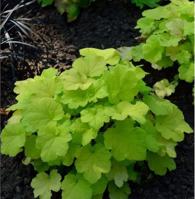 Heuchera villosa Purpurglöckchen Citronella Bodendecker Grüne Gartenpflanze - Bild 1