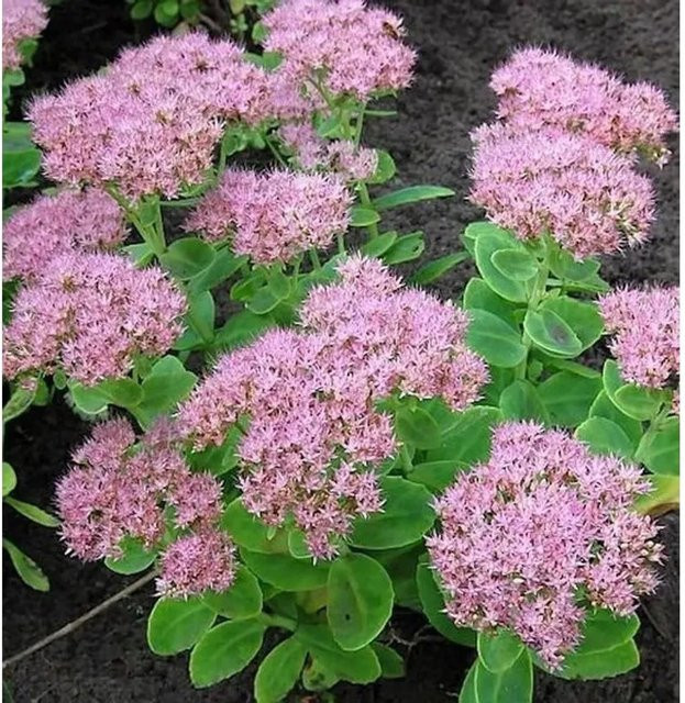 Prächtige Fetthenne Carmen Sedum spectabile als pinkfarbene Gartenstaude für Staudenbeete, Steingärten und als Schnittblume - Bild 1