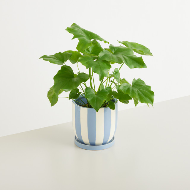 Keramik Übertopf BLUME2000 gestreift in Blau Weiß für den Tisch, Höhe: 15,0 cm, Durchmesser: 14,5 cm - Bild 1
