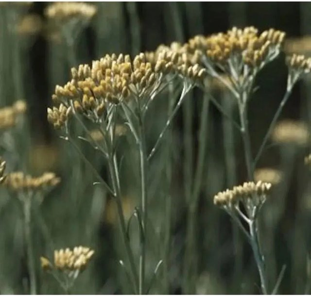 Helichrysum italicum Strohblume Dwarf Currystrauch gelb für den Garten - Bild 1