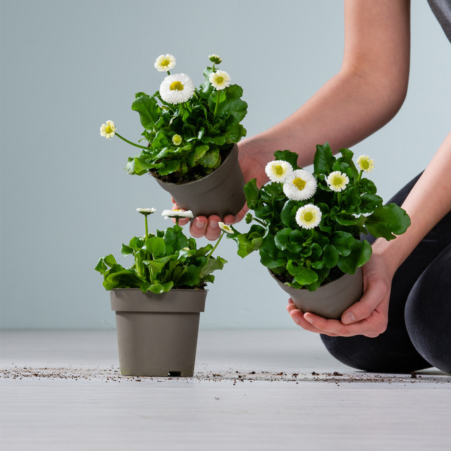 3er Set Bellis perennis Gänseblümchen von BLUME2000 für Balkon, Blumenkübel und Beet - Bild 1