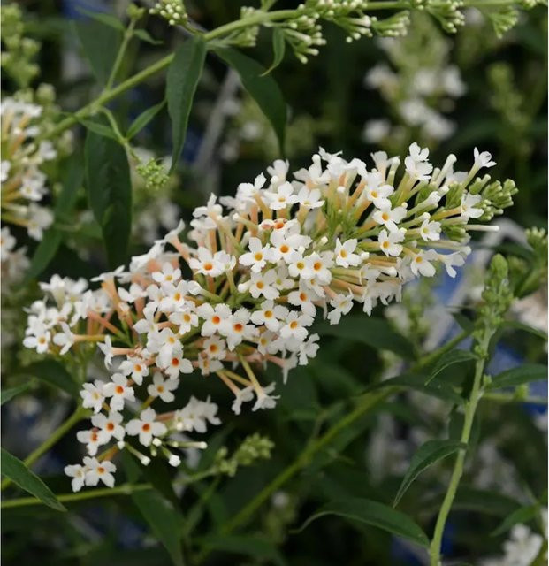 Zwerg Hänge-Sommerflieder Buddleja Little White, Farbe: Weiß - Bild 1