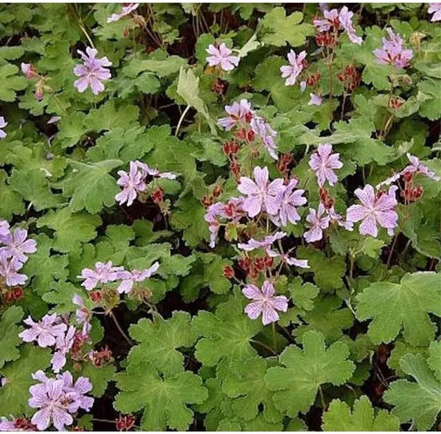 Geranium renardii Kaukasus-Storchschnabel pink von Nr-01.de als mehrjährige Staude für Staudenbeete und Gehölzränder - Bild 1