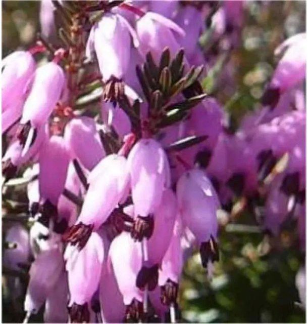 10x Winterheide Erica carnea Myretoun Ruby in Pink - Bild 1