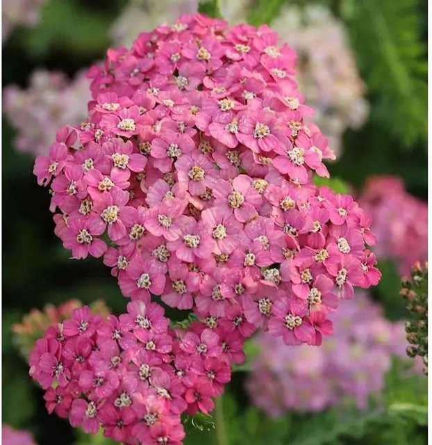 Schafgarbe Excel Achillea millefolium Stauden von Nr-01.de - Bild 1