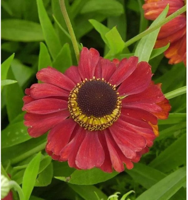 Helenium Sonnenbraut Kupferzwerg Gartenpflanze als Beetpflanze für den Außenbereich - Bild 1