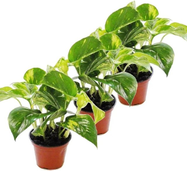 Exotenherz 3er Set Efeutute Scindapsus Epipremnum als Zimmerpflanze in Grün und Silber, Topfgröße: 12 cm - Bild 1