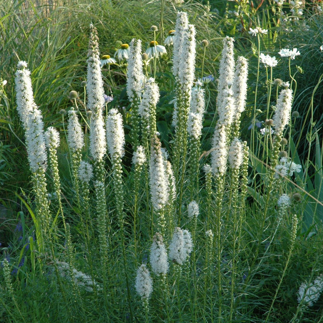 3er Set BIO Liatris spicata Prachtscharte Floristan weiß von BLUME2000 - Bild 1