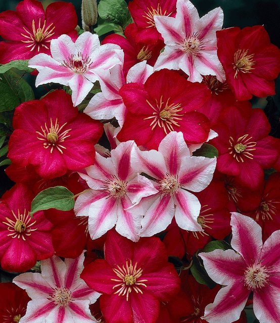Clematis Clematis 'Nelly Moser' & 'Ville de Lyon' Kombination - Bild 1