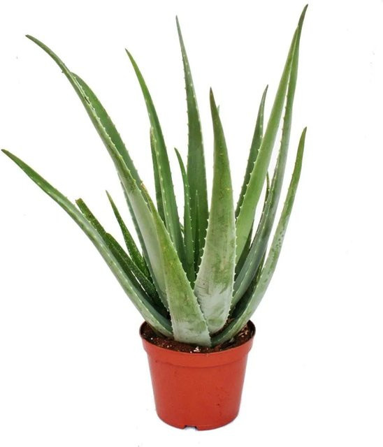 Aloe Vera Exotenherz Pflanze, ca. 7-8 Jahre alt, Topfgröße: 21 cm - Bild 1