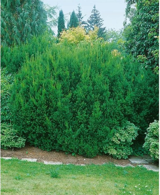 Taxus media Hillii Eibenhecke als Zierstrauch in Grün, Höhe: 80-100 cm - Bild 1