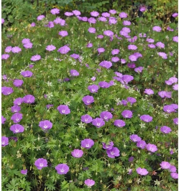 Storchenschnabel Geranium sanguineum als Bodendecker und Beetpflanze von Nr-01.de - Bild 1