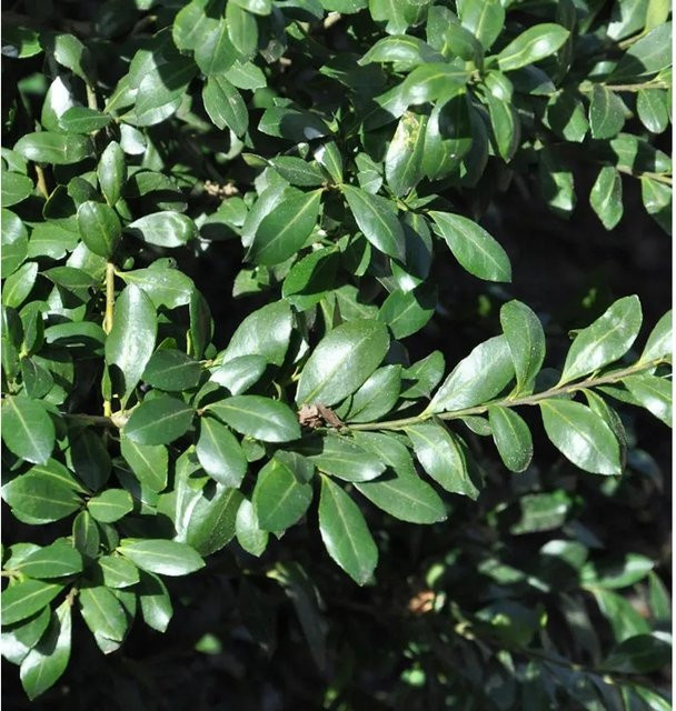 Japanische Stechpalme Caroline Upright Ilex crenata als grüne Heckenpflanze für den Garten - Bild 1