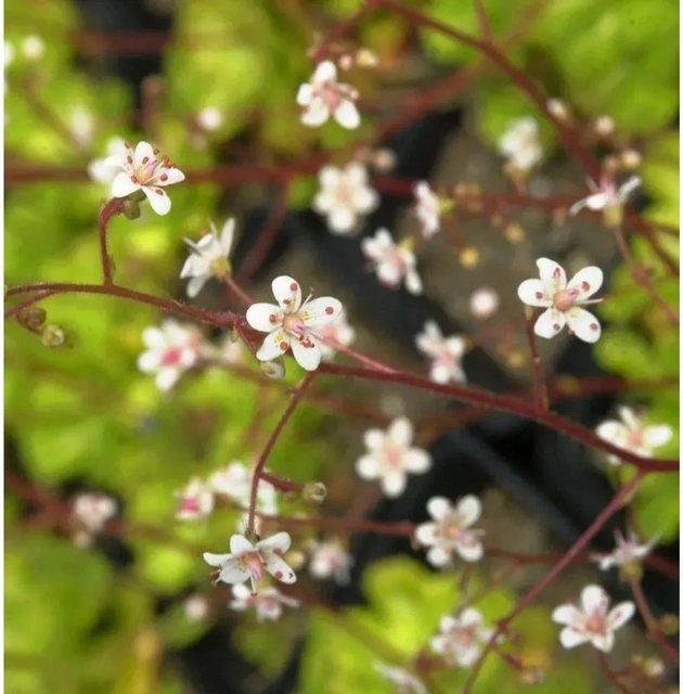 Saxifraga urbium Porzellanblümchen Aureopunctata weiße Staude für den Garten - Bild 1
