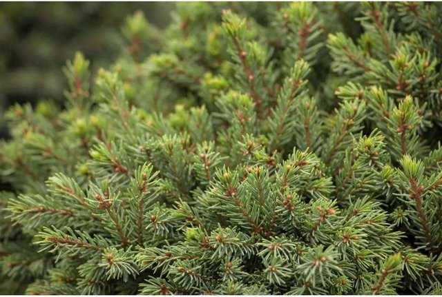 Picea Glauca Echiniformis Zwergfichte Kompakt, grüne Konifere für den Garten, Höhe: 30 cm - Bild 1