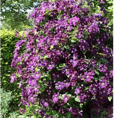 Clematis viticella Waldrebe Etoile Violett Kletterpflanze für den Garten, Höhe: 150 cm